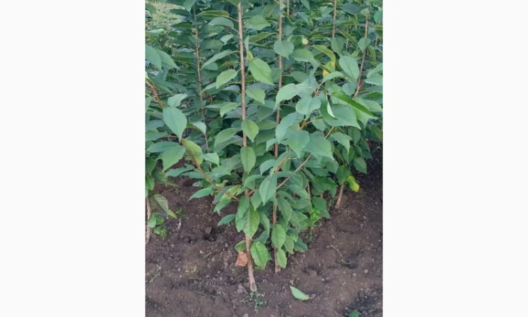 Саженцы черешни оптом в Черновцах - фото № 2