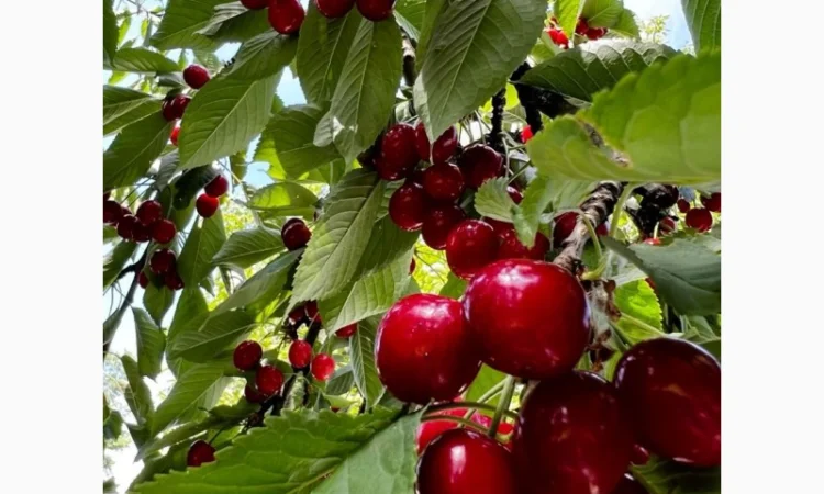 Саженцы черешни оптом в Черновцах - фото № 3