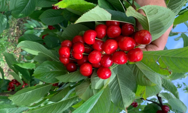 Продаются саженцы черешни различных сортов - фото № 1