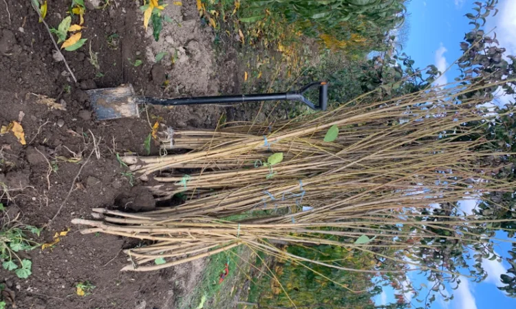 Продаются саженцы черешни различных сортов - фото № 2