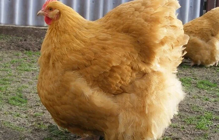 Інкубаційні яйця Орпінгтон палевий та Кохінхін чорний - фото № 2