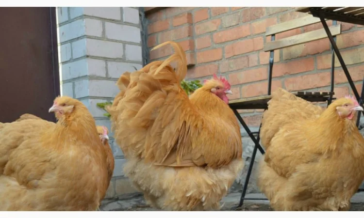 Інкубаційні яйця Орпінгтон палевий та Кохінхін чорний - фото № 3