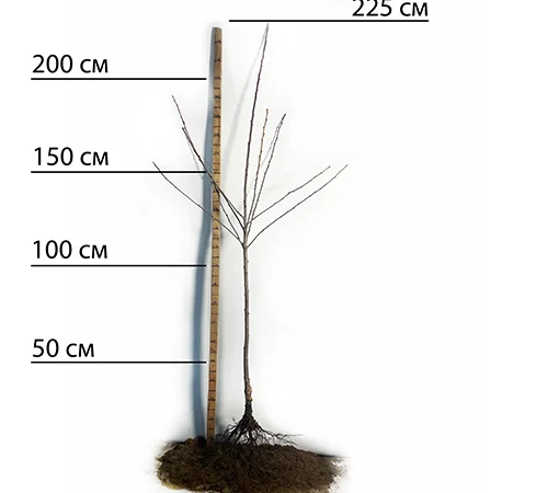 Саджанці черешні Драгана - 2-річні - фото № 2