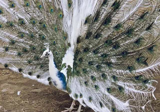 Інкубаційне яйце Павлін.Павич - фото № 1