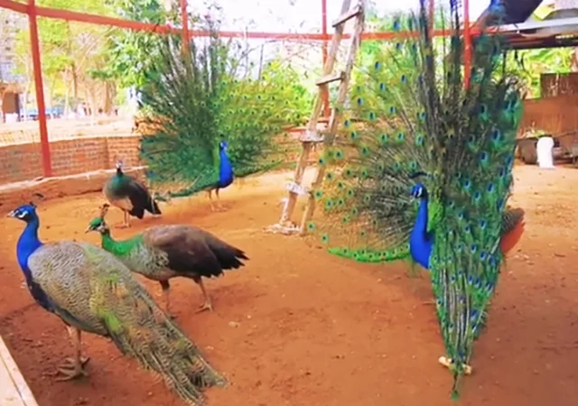 Інкубаційне яйце Павлін.Павич - фото № 11