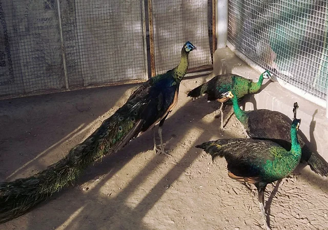 Інкубаційне яйце Павлін.Павич - фото № 12