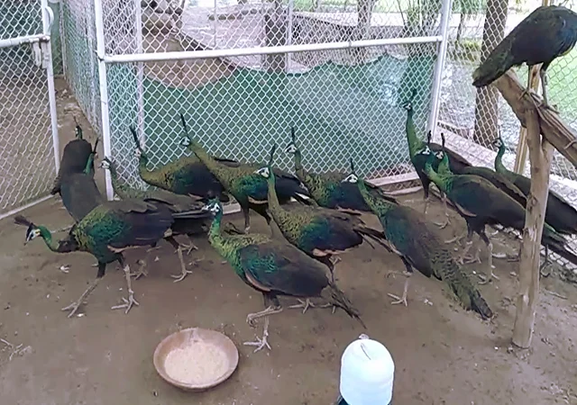 Інкубаційне яйце Павлін.Павич - фото № 13