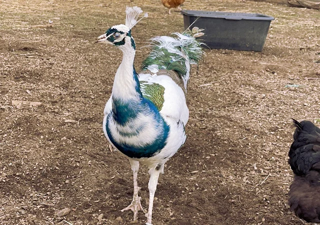 Інкубаційне яйце Павлін.Павич - фото № 14