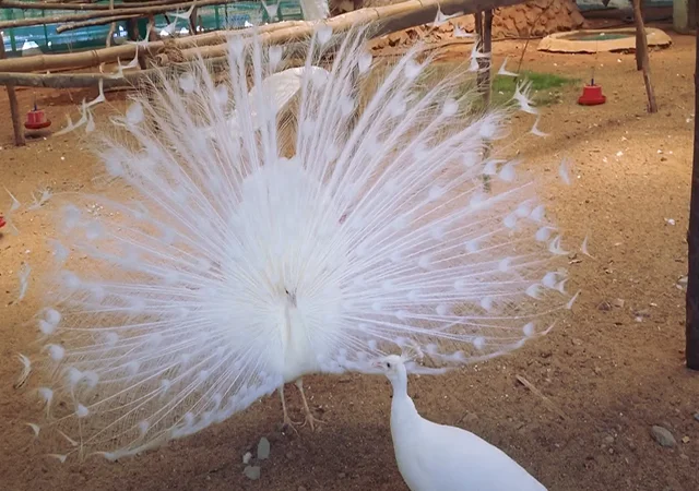 Інкубаційне яйце Павлін.Павич - фото № 15