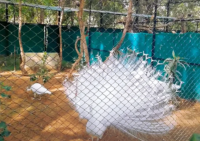 Інкубаційне яйце Павлін.Павич - фото № 16