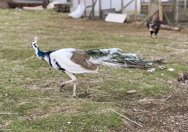 Інкубаційне яйце Павлін.Павич - фото № 17