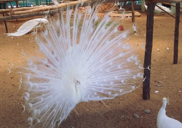 Інкубаційне яйце Павлін.Павич - фото № 18