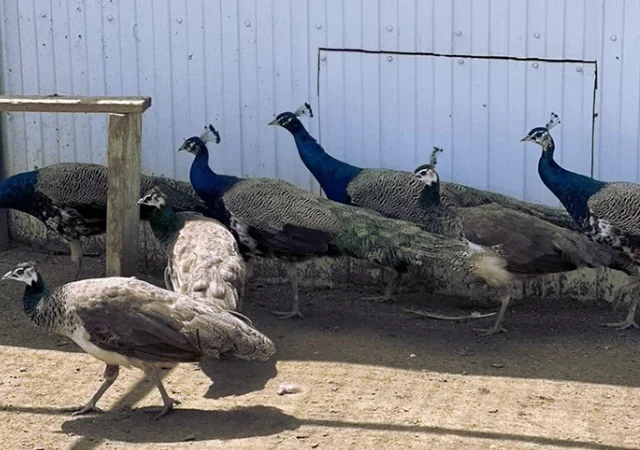 Інкубаційне яйце Павлін.Павич - фото № 19