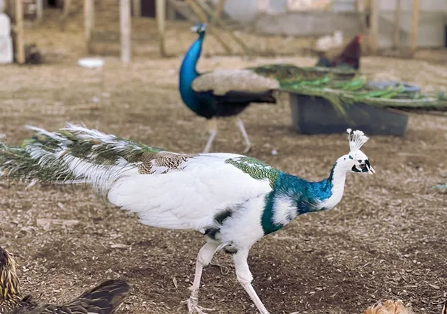 Інкубаційне яйце Павлін.Павич - фото № 2