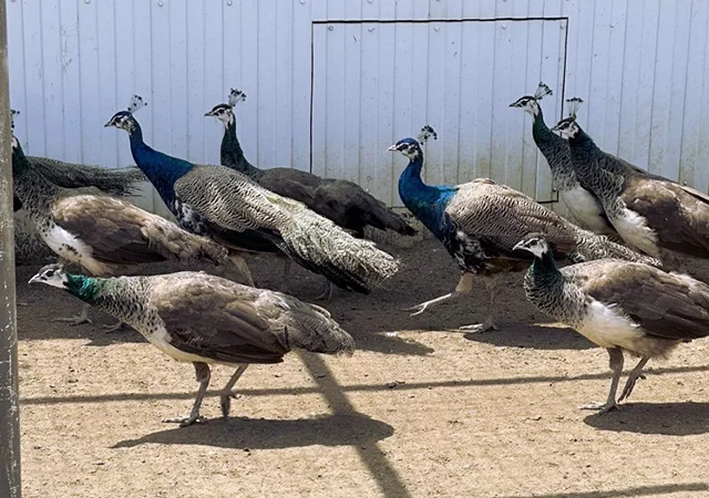 Інкубаційне яйце Павлін.Павич - фото № 20