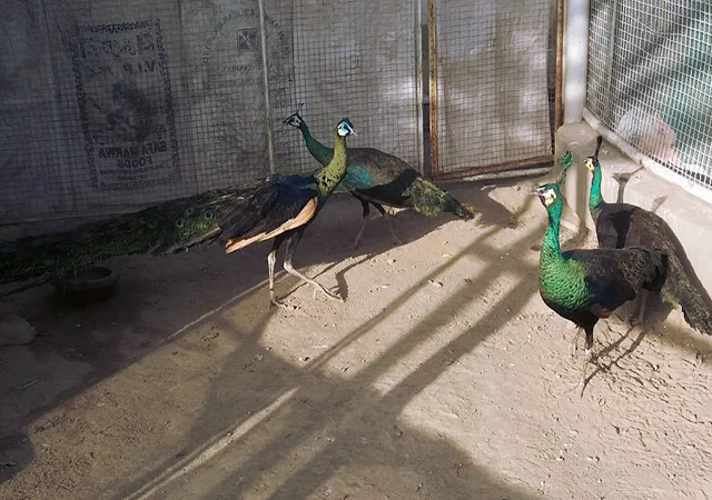 Інкубаційне яйце Павлін.Павич - фото № 3