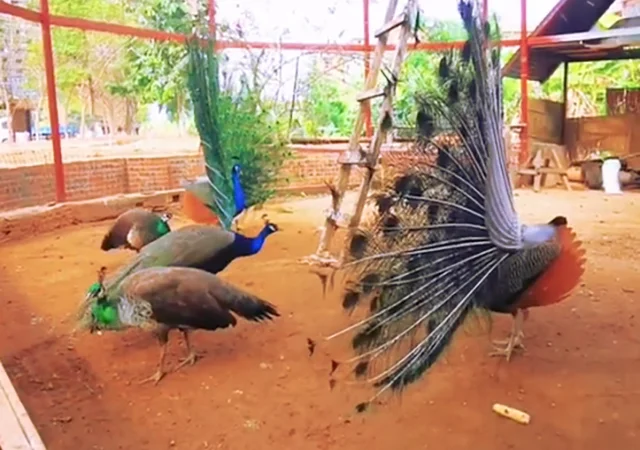 Інкубаційне яйце Павлін.Павич - фото № 4