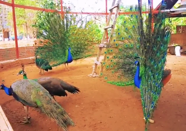 Інкубаційне яйце Павлін.Павич - фото № 6