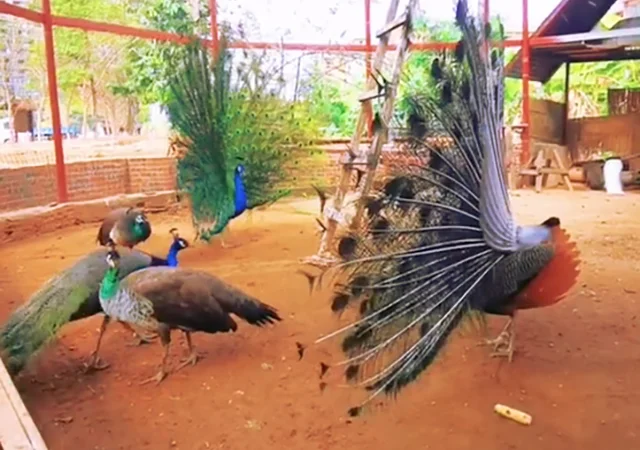 Інкубаційне яйце Павлін.Павич - фото № 7