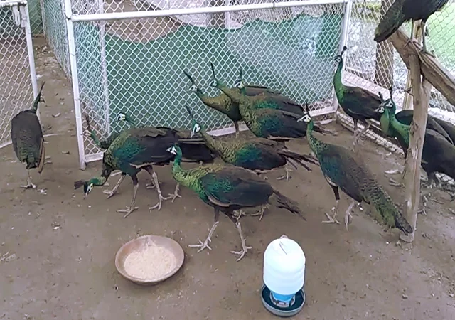 Інкубаційне яйце Павлін.Павич - фото № 8