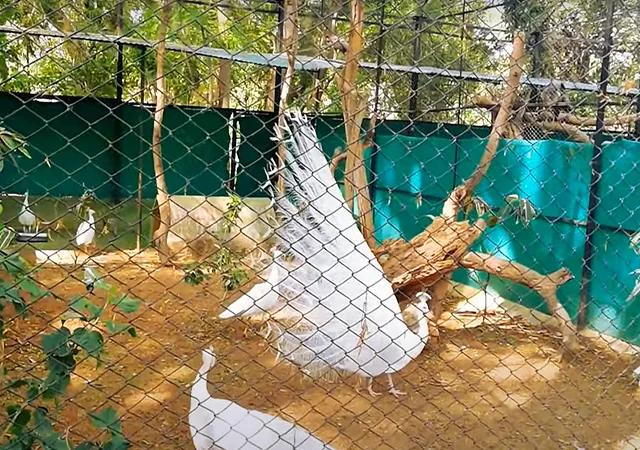 Інкубаційне яйце Павлін.Павич - фото № 9