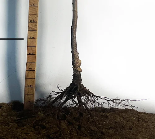 Саженцы черешни Валерий Чкалов - 2 года - фото № 2