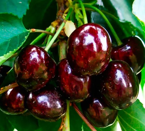 Саженцы черешни Блек Стар - 2 года - фото № 1