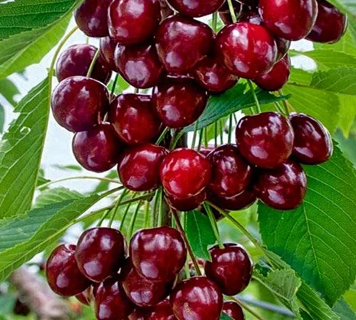 Саджанці колоновидної черешні Хелена у продажу - фото № 1