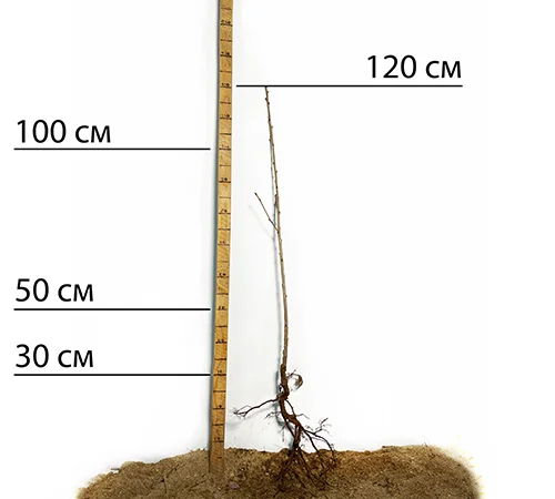 Саджанці колоновидної черешні Хелена у продажу - фото № 2