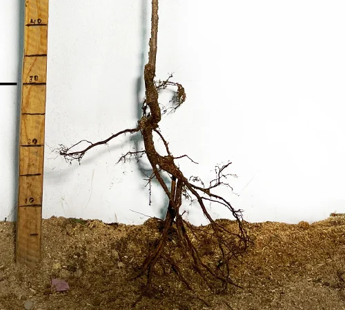 Саджанці колоновидної черешні Хелена у продажу - фото № 3