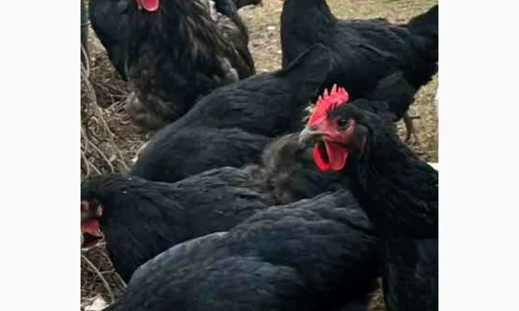 Продам і.я.змвшаних порід Джерсійський гігант Лівенська ситцева - фото № 1