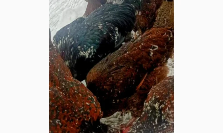 Продам і.я.змвшаних порід Джерсійський гігант Лівенська ситцева - фото № 3