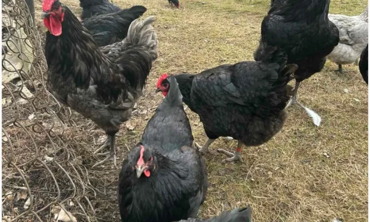 Продам і.я.змвшаних порід Джерсійський гігант Лівенська ситцева - фото № 4