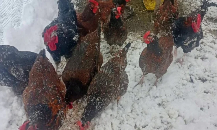 Продам і.я.змвшаних порід Джерсійський гігант Лівенська ситцева - фото № 5