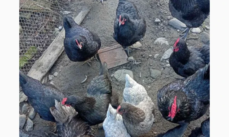 Продам і.я.змвшаних порід Джерсійський гігант Лівенська ситцева - фото № 6