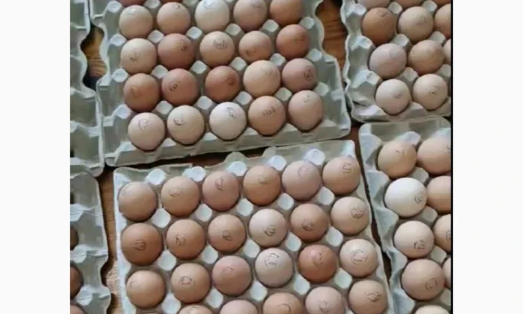 Инкубационное яйцо - фото № 1