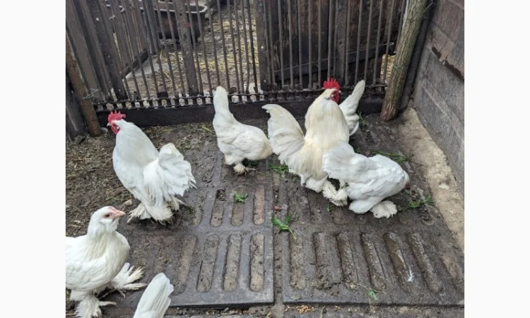 Інкубаційне яйце білого міфлера - фото № 1