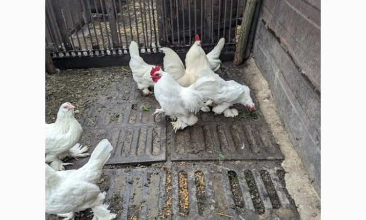 Інкубаційне яйце білого міфлера - фото № 2