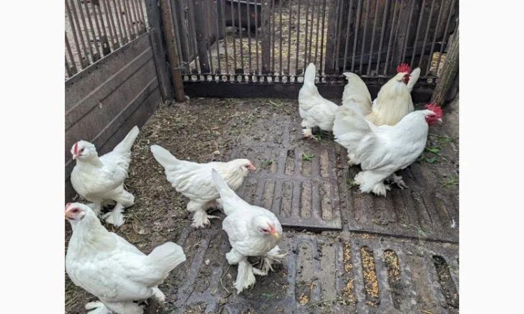 Інкубаційне яйце білого міфлера - фото № 3