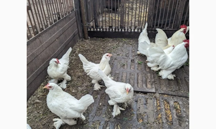 Інкубаційне яйце білого міфлера - фото № 4