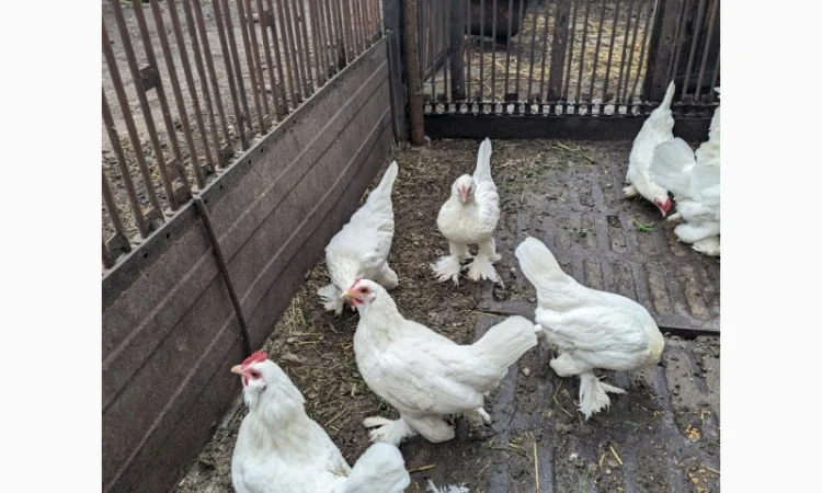 Інкубаційне яйце білого міфлера - фото № 5