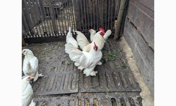 Інкубаційне яйце білого міфлера - фото № 6