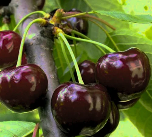 Саджанці черешні Великоплідної - 1 рік - фото № 3