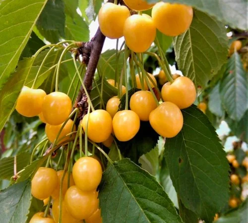 Саджанці черешні Великоплідна Жовта - 1-річні - фото № 2