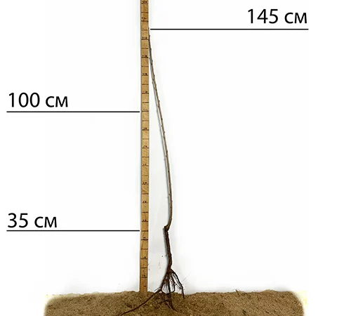 Саджанці черешні Валерій Чкалов - 1 рік - фото № 2