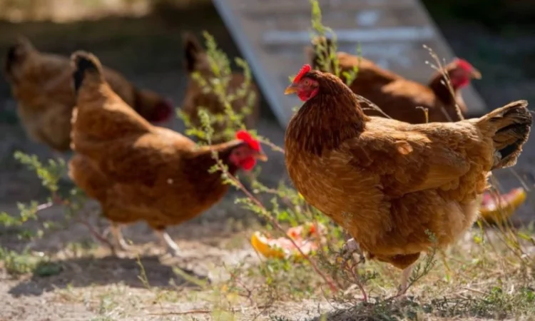 Інкубаційні яйця ломан - фото № 1
