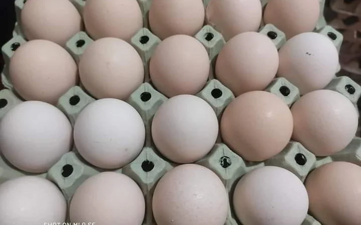 Інкубаційні яйця ломан - фото № 2
