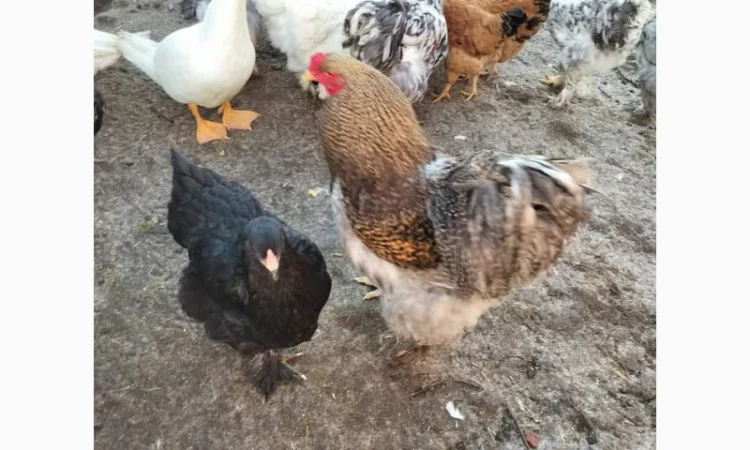 Яйця для інкубацій - фото № 1