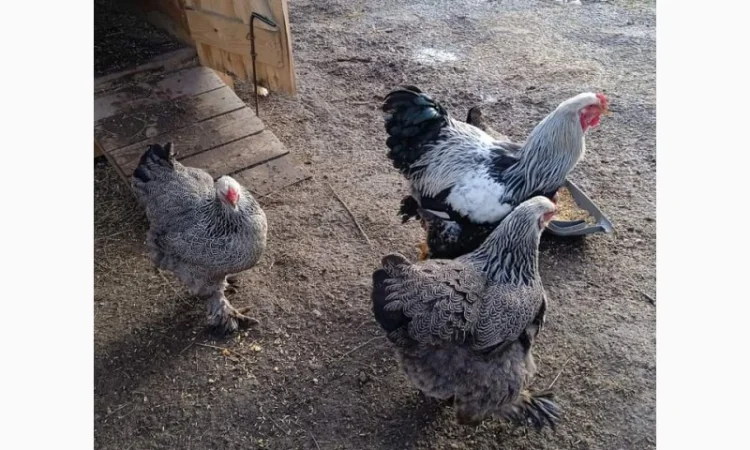 Яйця для інкубацій - фото № 2