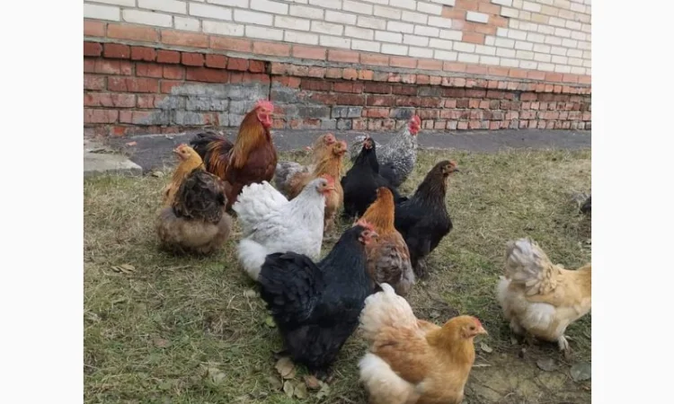 Яйця для інкубацій - фото № 3